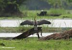 African darter drying its wings before flight