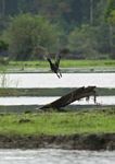 African darter taking flight in Loango NP