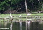 Yellow-billed stork (Mycteria ibis) with great white herons