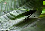 Green katydid with yellow eyes