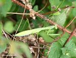 Bright green mantid insect