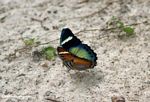 Blue and green butterfly (side view)
