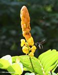 Honey bee preparing to land on yellow flower