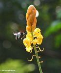 Honey bee preparing to land on yellow flower