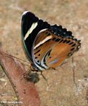 Black, bronze, green, and blue butterfly feeding onb bird dung on forest floor