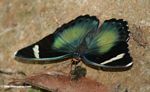 Black, bronze, green, and blue butterfly feeding onb bird dung on forest floor