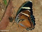 Black, bronze, green, and blue butterfly feeding on bird dropping on forest floor
