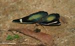 Black, bronze, green, and blue butterfly feeding on bird dung on forest floor