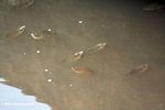 Cichlids in Gabon