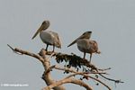Pelicans atop a tree