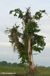 Male' tree -- tree with phallic shape