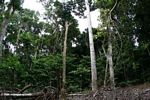 Forest damage caused by elephants