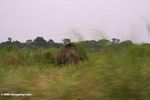 Artistic elephant -- blurred