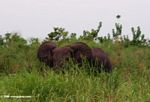 Forest elephant attempting to hide in some grass