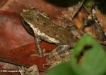 Brown leaf frog in Gabon
