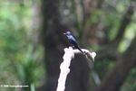White-throated blue swallow (Hirundo nigrita)