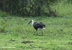Woolly-necked stork (Ciconia episcopus) on grass