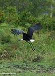 Wooly-necked stork (Ciconia episcopus) taking flight