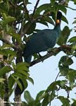 Great blue turaco (Corythaeola cristata) perched in tree