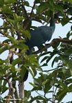 Great blue turaco (Corythaeola cristata) perched in tree
