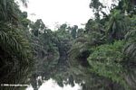 Jungle river in Gabon