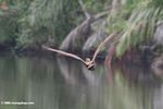 Hamerkop in flight