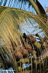 Vieillot's black weaver (Ploceus nigerrimus nigerrimus) working on a nest that once belonged to a Village weaver (P. subpersonatus)