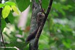 Forest squirrel in Gabon