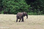 Forest elephant on the savanna