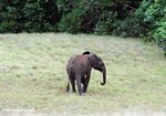 Forest elephant on the open savanna in Gabon