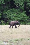 Forest elephant on the savanna in Gabon
