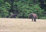 Adult forest elephant with calf in Loango National Park, Gabon