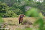 Forest buffalo (Syncerus caffer nanus) in Loango, Gabon