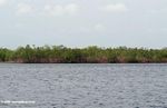 Mangroves in Loango estuary
