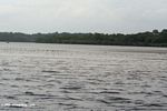 Many birds in Loango estuary
