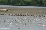 Flock of white and gray birds in Loango estuary