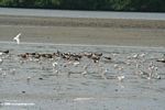 African skimmers (Rynchops flavirostris) and other birds in Loango estuary