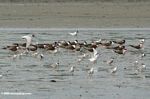 Flock of white and gray birds in Loango estuary