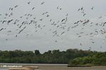Many birds in flight in the Loango estuary