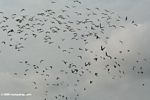 Many birds in flight in the Loango estuary