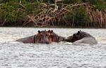 Hippos (Hippopotamus amphibius) in the Loango river estuary