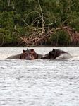 Hippos in the Iguela lagoon