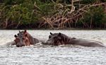 Hippos in Loango National Park, home of the 'Surfing Hippos'