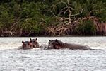 Hippopotami (Hippopotamus amphibius) in the Loango river estuary