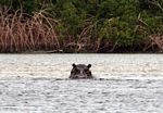 Hippopotamus (Hippopotamus amphibius) in the Loango estuary