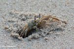 Atlantic Ghost Crab, Ocypode quadrata, emerging from a hole