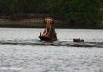 Hippo bearing its teeth at Iguela in a lagoon bordering Loango National Park in Gabon