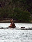Hippo yawning at Iguela estuary