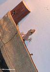 Gabonese house gecko