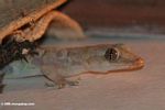 House gecko in Gabon